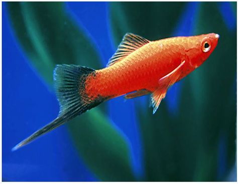 Red Velvet Wag Swordtail Fish 2 Fish Guppy, Swordtail Fish, Class Drawing, South American Cichlids, Malawi Cichlids, Betta Aquarium, Tropical Fish Aquarium, Tropical Freshwater Fish, Aquatic Garden