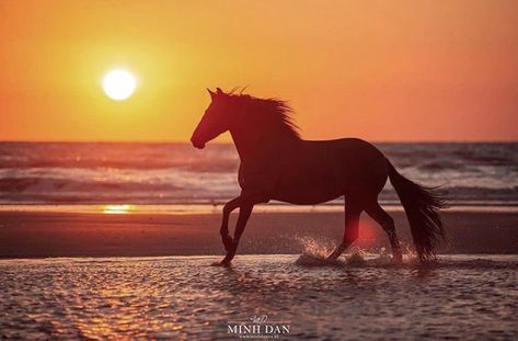 Horse Rearing, Cai Sălbatici, The Flash Grant Gustin, Diamond Beach, Black Horses, Horse Tattoo, Equestrian Lifestyle, Grant Gustin, Horse Photos