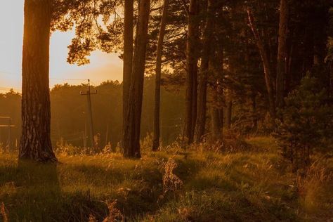 Nostalgic Places, Life Is Strange True Colors, Golden Afternoon, Cinematic Photography, Life Is Strange, Nature Aesthetic, Pretty Places, In The Forest, Golden Hour