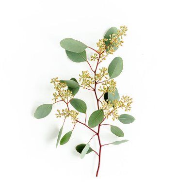 Member's Mark Seeded Eucalyptus Greenery (40 stems) - Sam's Club Sams Club Flowers, Spa Gift Card, Flower Identification, Fresh Eucalyptus, Buy Seeds, Seeded Eucalyptus, Eucalyptus Greenery, Flowers Bouquet Gift, Members Mark