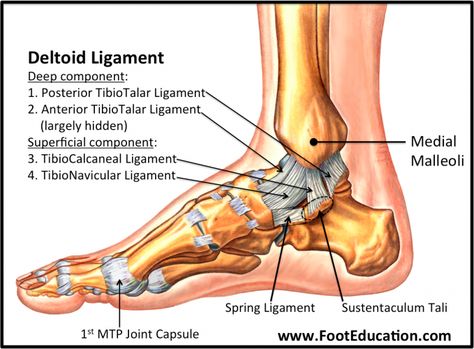 Lisfranc Injury, Ankle Anatomy, Peroneus Longus, Soleus Muscle, Femoral Nerve, Knee Bones, Ankle Ligaments, Ankle Fracture, Physical Therapy School