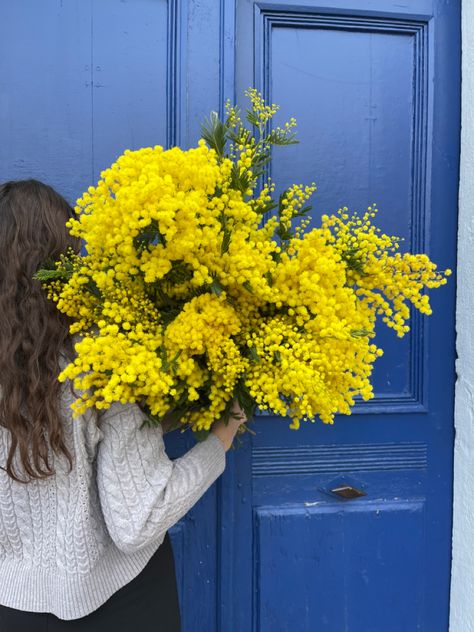 Mimosa Flower Aesthetic, Mimosa Aesthetic, Mimosa Flower, Spring Illustration, Mimosa, Dandelion, Beautiful Flowers, Fragrance, Yellow