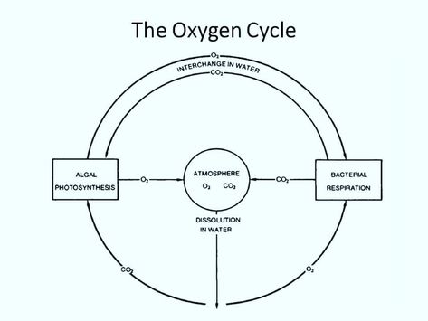 Oxygen Cycle  http://www.bimakskimya.com.tr/en/  BIMAKS, Quality never lies. info@bimakskimya.com  #water #oxygen #membrane #solubility… Oxygen Cycle, Photosynthesis, Cycling, Water, Anime