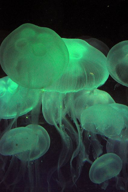 The Florida Aquarium, Tampa Green Jellyfish, Amazing Pictures, Amazing Travel, Jellyfish, Travel Pictures, In The Dark, Florida, Water, Green