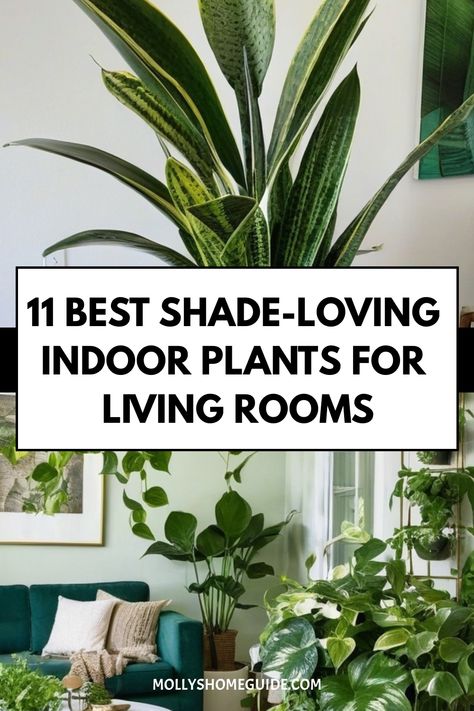 Looking to brighten up your low-light living room with some easy-to-care-for indoor plants? Check out these best indoor plants for low light living rooms! From hard-to-kill potted plants to low-maintenance succulents, there's something for every beginner plant parent. Create a lush indoor oasis with houseplants that thrive in dark corners and don't require sunlight. These care-free, low-effort plants are perfect for homes with pets, like cats, and bathrooms without windows. Good Inside Plants, Plant Staging Indoors, Plant And Lamp In Corner, Best Inside Plants, Plants For Window Sill, Best Plants For Living Room, Easiest Indoor Plants To Keep Alive, Plants By Window, Dim Living Room