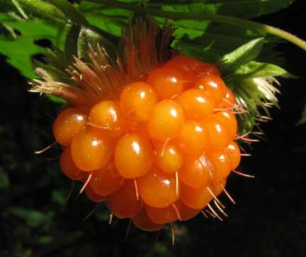 salmon berry (Prachthimbeere) Salmon Berries, Grow Berries, Salmon Berry, Types Of Berries, Seed Dispersal, Painting References, Kinds Of Fruits, New Fruit, Wild Edibles