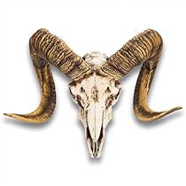 Jake Tattoo, Sheep Skull, Bighorn Sheep, Ram Skull, Deer Skulls, Animal Skulls, Unique Presents, Sculptures & Statues, Life Size