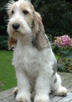 Grand Basset Griffon Vendeen, Basset Griffon Vendeen, Basset Dog, Basset Griffon, Petit Basset Griffon Vendeen, Griffon Dog, Unique Dog Breeds, Dogs Stuff, Dogs Breeds