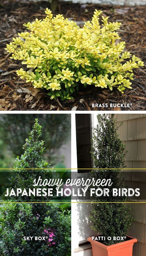 The evergreen foliage of Japanese holly lends handsome good looks year-round and will provide cover to wild birds. From semi-dwarf to tall and columnar, find the variety that works best in your landscape. Japanese Holly, Chicago Bungalow, Proven Winners, Outdoor Ideas, Wild Birds, Plant Care, Front Yard, House Plants, Bungalow