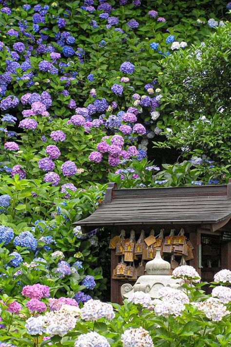 Growing Hydrangeas, Garden Wallpaper, The Secret Garden, Gorgeous Gardens, Country Gardening, Henri Matisse, Birdhouse, Japanese Garden, Dream Garden