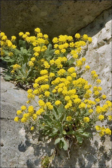 Basket of Gold (Aurinia saxatilis/Alyssum) Sun, Plants, Gold