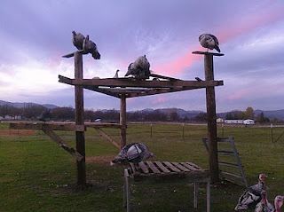 Turkey Roost "tree." If we had this, maybe the wild turkeys around here would stop destroying the bird feeders? Turkey Roost, Pet Turkey, Raising Turkeys, Livestock Shelter, Turkey Farm, Diy Turkey, Natural Farming, Coop Ideas, Mini Farm