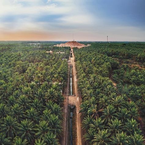 Al-Ahsa Oasis is one of the largest natural oases in the world ✨🌴 #visitsaudi . . . . . #saudiarabia #exploresaudi #sauditourism #oasis… Carlsbad Flower Fields, Bakery Design Interior, Landscape Architecture Design, Tulip Fields, المملكة العربية السعودية, Islamic World, Unesco World Heritage, Nature Travel, Saudi Arabia