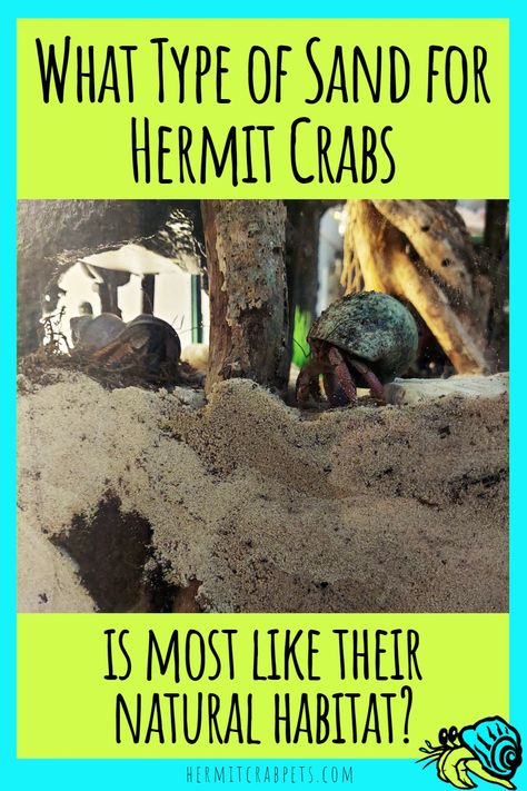 Sand for hermit crabs is an important decision when setting up a healthy happy hermit crab habitat! Choosing a sand substrate that most closely mimics what your particular species of hermit crab lives in, in the wild, is important in keeping them healthy. Here's lots more info to help you provide the best substrate for your habitat, and how to maintain it: #hermitcrabpets Diy Hermit Crab Habitat Tanks, Names For Hermit Crab, Cool Hermit Crab Habitat, Diy Fishing Net, A House For Hermit Crab, Hermit Crab Without Shell, Hermit Crab Pet, Hermit Crab Habitat, Hermit Crab Tank