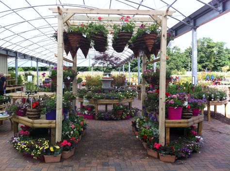 Hanging baskets displayed on a pergola at Dunbar Garden Centre. Plant Nursery Ideas Display Garden Centre, Hanging Basket Display, Greenhouse Display, Balcony Hanging Plants, Hanging Basket Garden, Garden Center Displays, Plant Display Ideas, Garden Tool Shed, Garden Shelves