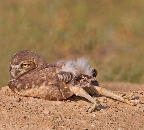 Owl Legs, Wildlife Pictures, Interesting Animals, Owl Pictures, Funny Birds, Owl Lovers, Owl Bird, Cute Wild Animals, Baby Owls