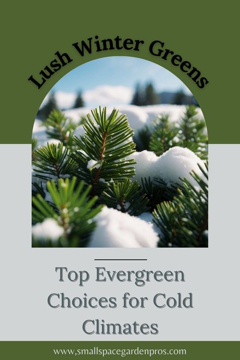 Discover the best plants that stay green in winter with our guide to top evergreen choices for cold climates! Keep your garden vibrant year-round with these hardy, beautiful plants. Learn which evergreens thrive in colder temperatures and how to care for them to ensure lasting greenery. Perfect for gardeners looking to maintain a lush landscape through the winter months. #Evergreens #WinterGarden #ColdClimateGardening #YearRoundGreen #GardeningTips Evergreen Bushes, Cold Climate Gardening, Evergreen Bush, Lush Landscape, Winter Top, Foundation Planting, Best Plants, Evergreen Plants, Beautiful Plants