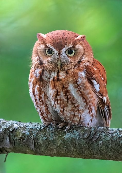 Princess Voices, Stilllife References, Owlin Dnd, Owl Reference, Small Owls, Bird Mural, Eastern Screech Owl, Owl Species, Owl Costume