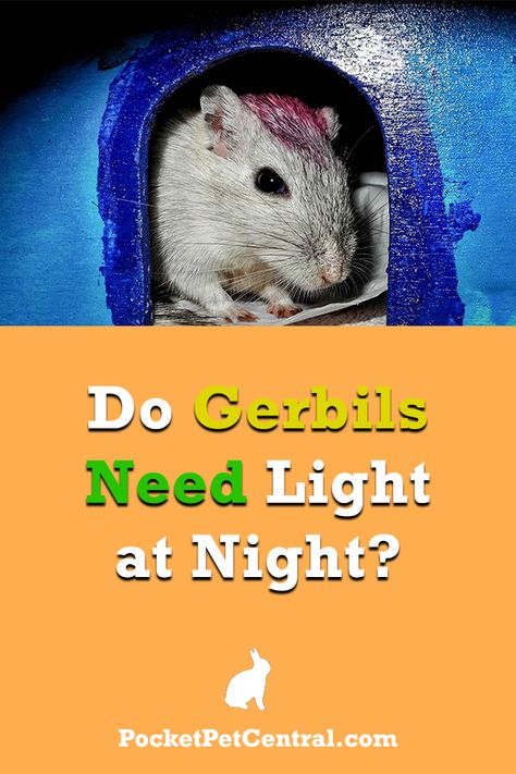 Gerbil Cages, Heat Lamp, Wild Animals Pictures, Pocket Pet, Heat Lamps, Pet Fox, Gerbil, Cute Fox, Sweet Animals