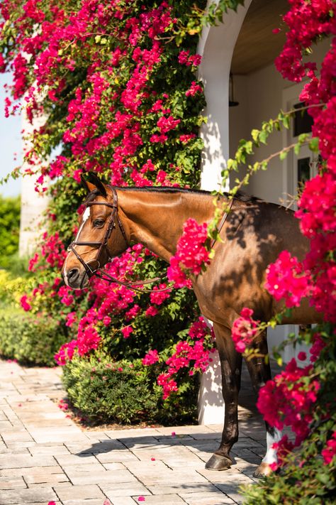 Stable Aesthetic, Horses On A Farm, Horse Foals Aesthetic, Cottage Core Horses, Wellington Florida Equestrian, Horses Western Aesthetic, Wellington Florida, Equestrian Pictures, Homesteading Animals