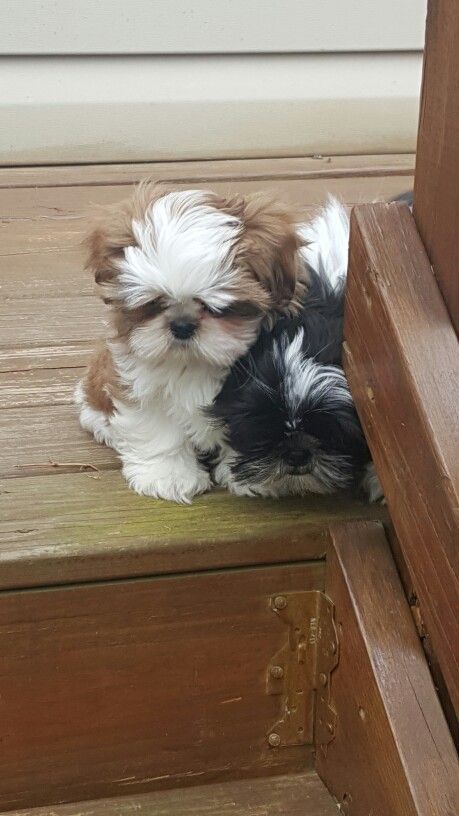 aww puppers Perro Shih Tzu, Chien Shih Tzu, Shitzu Dogs, Shitzu Puppies, Puppies And Kitties, Shih Tzu Puppy, Shih Tzu Dog, Shih Tzus, White Dog