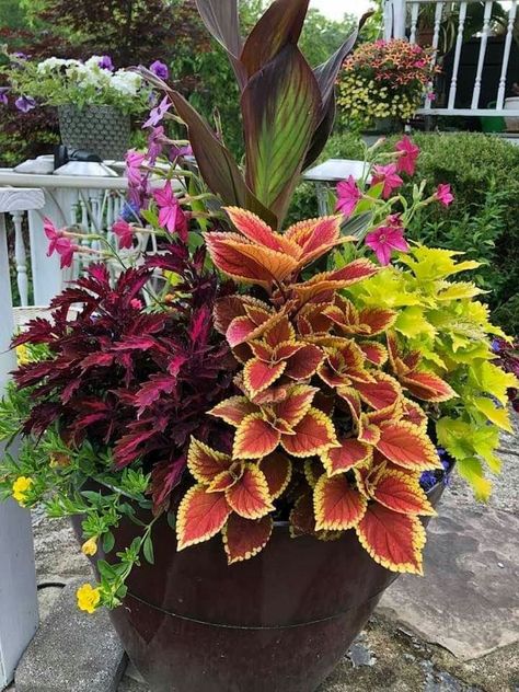 Fall Container Plants, Outdoor Planter Ideas, Patio Flower Pots, Potted Plants Patio, Planter Arrangements, Fall Container Gardens, Patio Flowers, Container Garden Design, Potted Plants Outdoor