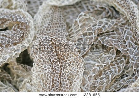 skin Shedding Skin, Snake Shedding, Snakes, Burlap Wreath, Snake Skin, Shed, Google Search, Skin