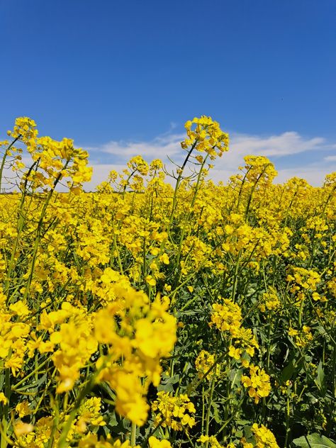 ₊   ˚  ✽̸       ㅤ⃘     ˳𝆬    ⌒⠀⠀⠀୧  !
▪︎Picture taken by me!
×Don't steal/repost without credit!
◠        ꥈ        ☁️       ★       ∶        ☆̲
#aesthetic #bloomingcanola #canola #flowers #yellow #yellowflowers #nature Credit Aesthetic, Flowers Yellow, Yellow Flowers, Canning, Yellow, Flowers, Nature