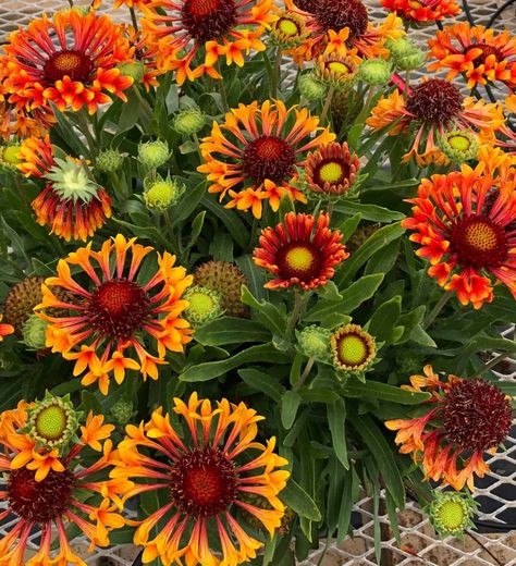 REALFLOR® Fanfare Amber Glow Gaillardia - Southern Living Plants Water Wise Plants, Southern Living Plants, Crape Myrtle, Plant Supplies, Water Bill, Gerbera Daisy, Garden Care, Foliage Plants, Garden Soil