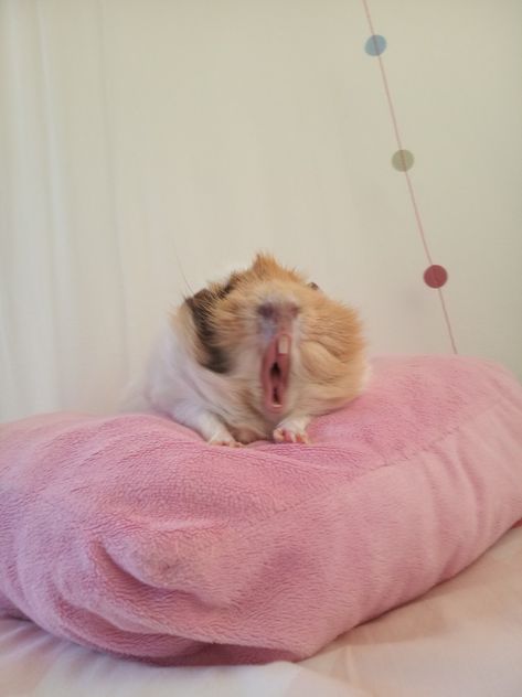 Gueina Pigs Cute, Guinea Pigs Funny, Pig Pics, Animal Friendships, Unusual Animal Friendships, Genuia Pigs, Long Hair Guinea Pigs, Guineapig Cute, Baby Animals Super Cute