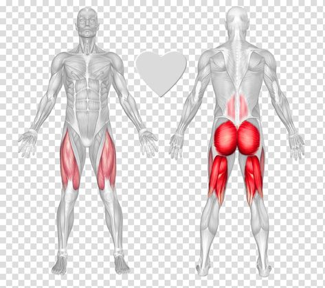 Human Body Muscles, Erector Spinae, Rectus Abdominis Muscle, Rectus Abdominis, Calf Raises, Building Muscle, Gym Design, Background Png, Weight Training