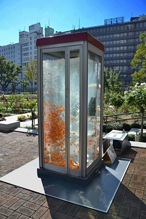 Public goldfish tank Japan ( converted phone booth ) Goldfish Aquarium, Goldfish Tank, Giant Fish, Telephone Booth, Aquarium Design, Phone Booth, Old Phone, Aquarium Fish Tank, Wow Art