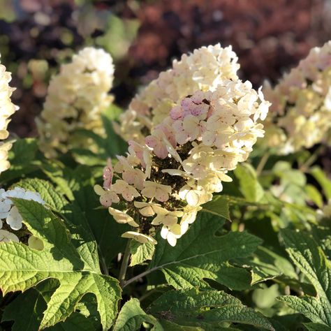 HYDRANGEA_GATSBY_GAL_OAKLEAF_HYDRANGEA_GC_HYDGG_01 Oak Leaf Hydrangea, Pruning Hydrangeas, Gatsby Girl, Hydrangea Quercifolia, Oakleaf Hydrangea, Hydrangea Care, Native Design, Flowering Shrubs, Oak Leaf