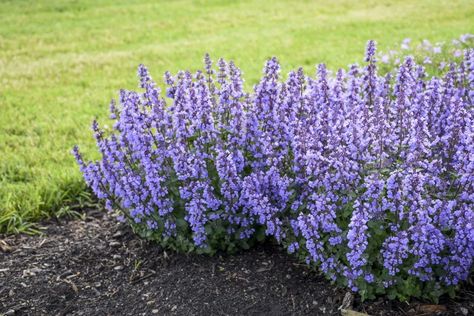 Easy Perennial Collection: Nepetas or Almost False Catnip - Laidback Gardener Catnip Plant, Easy Perennials, Front Gardens, Full Sun Plants, Cat Pajamas, Plant Images, Sun Plants, Low Maintenance Garden, Flower Spike