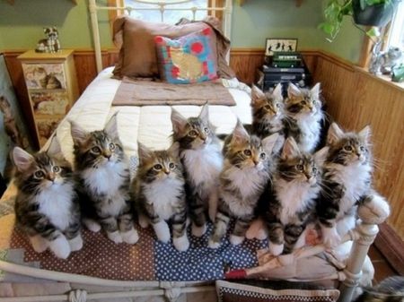 cute family - animals, cats, cute, family Group Of Cats, Kitten Party, Kitten Photos, Great Cat, Cat Facts, Random Pics, Cute Kittens, Maine Coon, Crazy Cat Lady