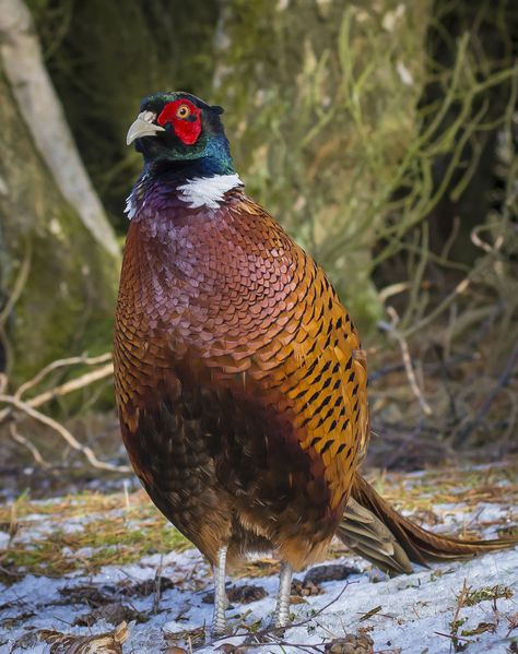 Upland Bird Hunting, Ring Necked Pheasant, Deer Hunting Tips, Coyote Hunting, Deer Hunting Blinds, Pheasant Hunting, Bird Hunting, Game Birds, Bird Pictures