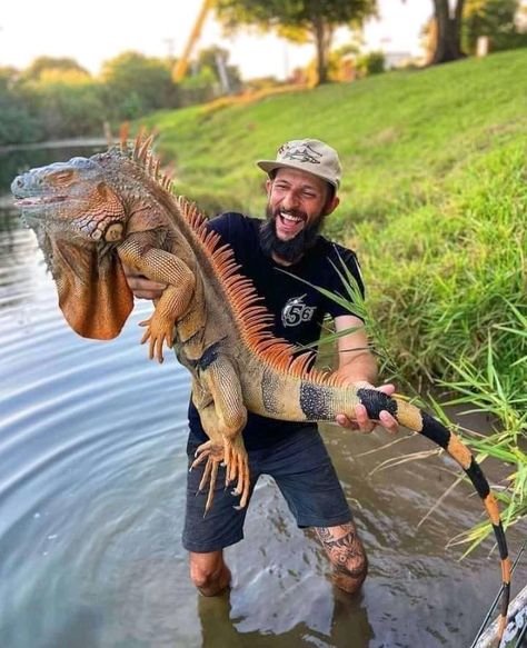 Iguana Hunter Kills Giant Invasive Lizards in Florida | Outdoor Life Baby Godzilla, Big Iguana, Large Lizards, Muscovy Duck, Giant Snake, Green Iguana, Monitor Lizard, Jon Boat, Carnival Festival