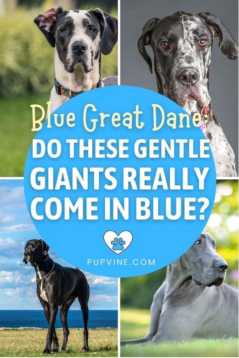 Blue Great Dane, Blue Great Danes, Great Danes, Gentle Giant, Great Dane, Dog Life, Diving, Most Beautiful, Pure Products