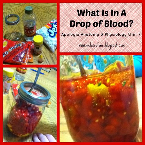 Build a model drop of blood! An interesting and fun supplement to Apologia's anatomy & physiology course! @apologiaworld #blood #anatomy Anatomy Projects, Homeschool Anatomy, Apologia Anatomy, Homeschooling Science, Human Body Science, Human Body Activities, Anatomy Lessons, Science Camp, Human Body Unit