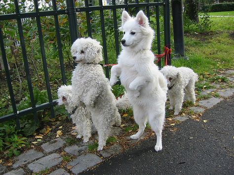 "Four blondes in a Park II" Photographer, Eirik Newth Dog Daycare Business, Japanese Spitz Dog, Dog Standing, House Training Puppies, Spitz Dogs, Beautiful Dog Breeds, Tallest Dog, Japanese Spitz, Dog Daycare