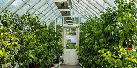 If I Am A Starter, What Greenhouse Is Suitable For Me? Clear Greenhouse, Mini Jardin Zen, Serre Diy, Porch Greenhouse, Cheap Greenhouse, Best Greenhouse, Outdoor Greenhouse, Build A Greenhouse, Indoor Greenhouse