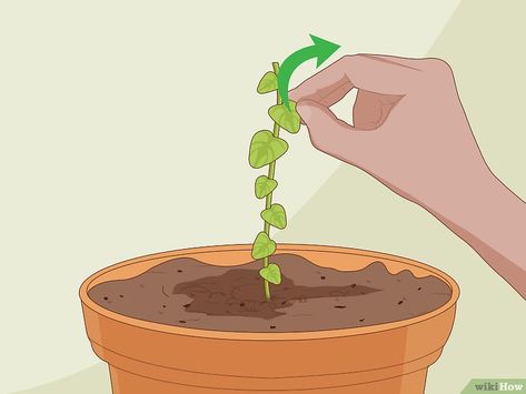 How to Grow Snapdragons: 12 Steps (with Pictures) - wikiHow Potted Plants Patio, Heating A Greenhouse, Garden Help, 12 Steps, 12 Step, How To Attract Hummingbirds, Tall Plants, Organic Matter, Bedding Plants