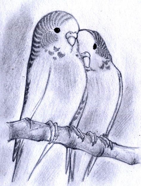 Parakeet Sketch, Budgie Sketch, Parakeet Art, Vogel Silhouette, Parrot Drawing, Pencil Drawings Of Animals, Parrots Art, Bird Sketch, Parakeets