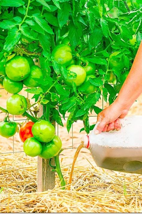 How To Help Struggling Tomato Plants - 2 Big Secrets To Energize Plants! Homemade Compost, Growing Tomato, Tomato Pruning, Tomato Fertilizer, Plant Fertilizer, Growing Tomato Plants, Food Recipes Healthy, How To Make Compost, Worm Castings