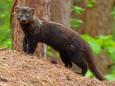 Fisher Cat Pictures, Fisher Animal, Fisher Cat, Pet Station, Delivery Guy, North American Animals, North American Wildlife, Pizza Delivery, Animal Photo