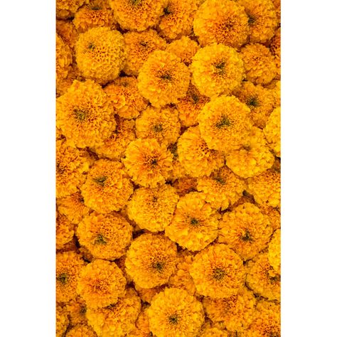 Ebern Designs Gastria Marigold Flowers Garland Background by Mazzzur | Wayfair Orange Marigold, Flowers Garland, Driftwood Frame, Marigold Flowers, Beach Grass, Marigold Flower, Chrysanthemum Flower, Flower Canvas, Sports Teams