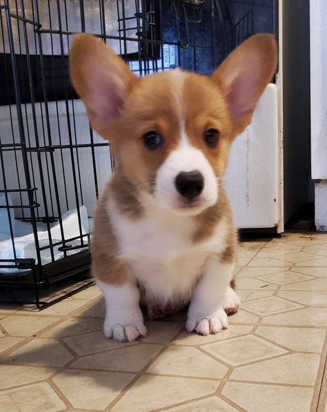 Cute Corgi puppy Baby Corgi Puppies, Corgi Full Grown, Miniature Corgi, Mini Corgi, Baby Corgi, Cute Corgi Puppy, Cool Tattoos For Guys, Corgi Puppy, Cute Corgi