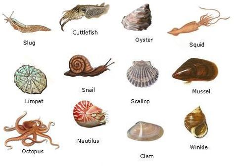 Read about the many different types of molluscs from two shells to no shell! #Mollusc Wildlife Facts, Woodlice, Shell Animals, Types Of Shells, Unusual Facts, Molluscs, Aquatic Animals, Arthropods, Crustaceans