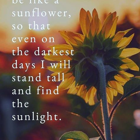 We love being a sunflower....#vinklectic #visitescondido #escondido #sanmarcos #vistaca #sandiego_ca #poway #ramona #valleycenter Be A Sunflower, Gaelic Words, Sunflower Quotes, Darkest Days, Class Theme, Healing Affirmations, Everyday Quotes, Stand Strong, Flower Quotes