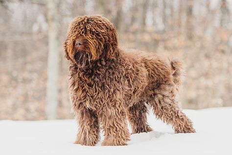 American Water Spaniel, Akc Breeds, What Kind Of Dog, Hypoallergenic Dogs, Group Of Dogs, Purebred Dogs, Dog Facts, Best Dog Breeds, Water Dog